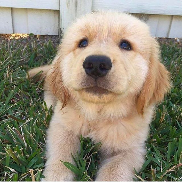 Pet Lovers Reduces Heart Risk