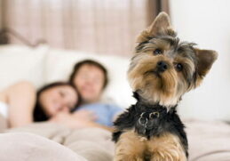 useful apps for pet lovers