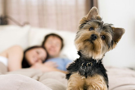 Top 10 Ways Having a Pet At Home will Improve Your Health useful apps for pet lovers