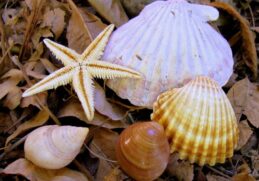 10 Objects that absorb the good fortune of your home 10