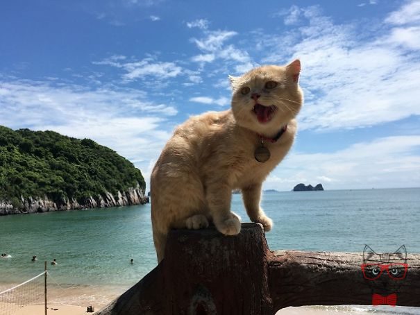 This Vietnamese cat is the fish seller that steals everyone's heart