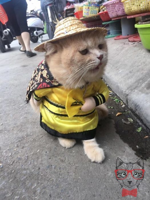 This Vietnamese cat is the fish seller that steals everyone's heart