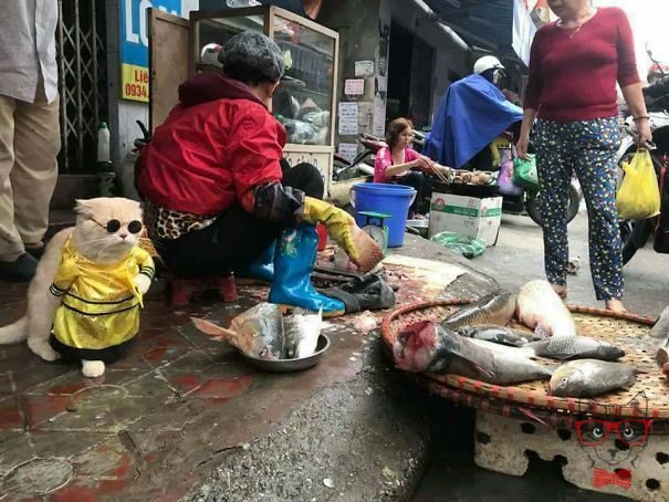 This Vietnamese cat is the fish seller that steals everyone's heart