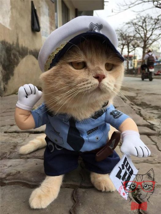 This Vietnamese cat is the fish seller that steals everyone's heart
