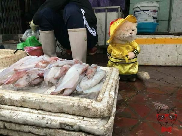 This Vietnamese cat is the fish seller that steals everyone's heart