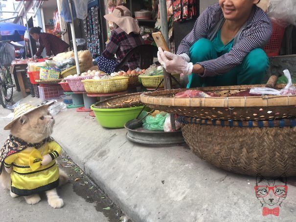 This Vietnamese cat is the fish seller that steals everyone's heart