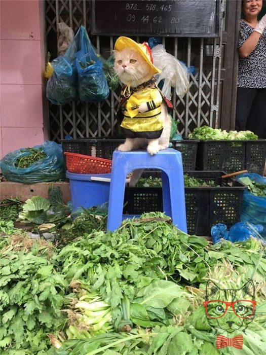 This Vietnamese cat is the fish seller that steals everyone's heart