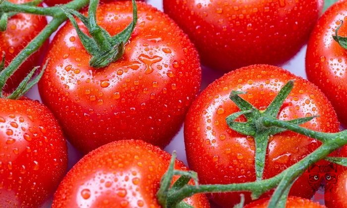 10 Super Food foods that increase the efficiency of lose weight