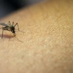 Why do mosquitoes bite some people more than others? mosquitoes bite some people more than others