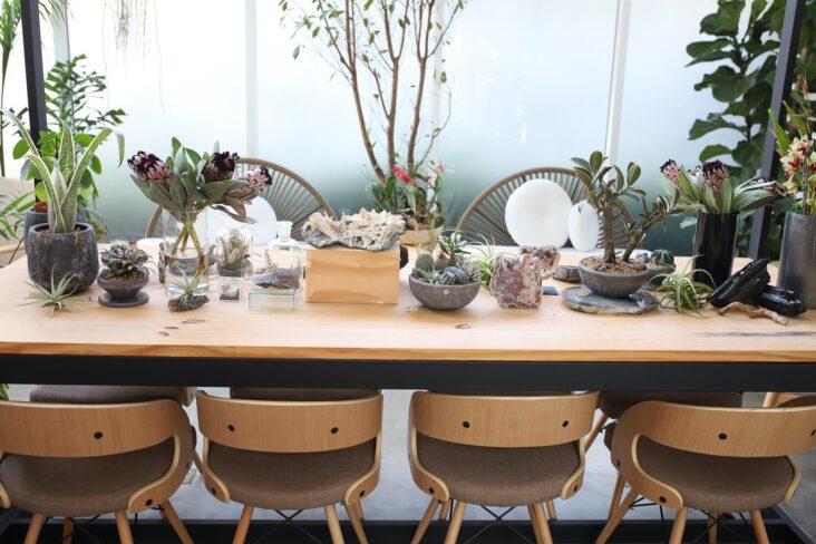 What you need to know before you have plants at home