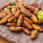 Humans of the future will have to eat larvae and worms to avoid malnutrition say scientists