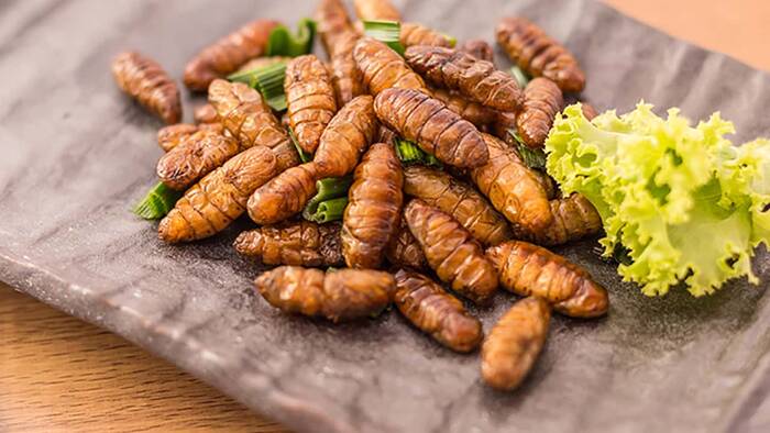 Humans of the future will have to eat larvae and worms to avoid malnutrition say scientists