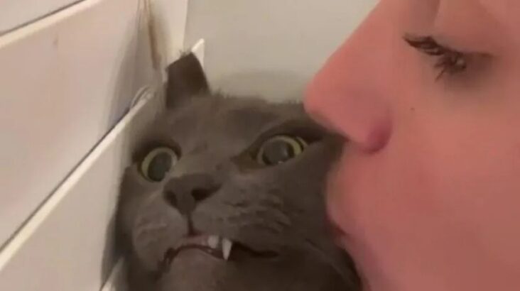 Woman kisses her cat and this was her funny reaction that she has laughing all over the internet whatsapp image 2021 07 10 at 12 34 00 pm 1.jpg 851672003