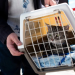 gettyimages 801165944 594x594 1