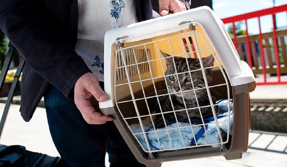 gettyimages 801165944 594x594 1