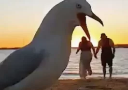 Couple tries to record romantic video in the sea and seagulls ruin it