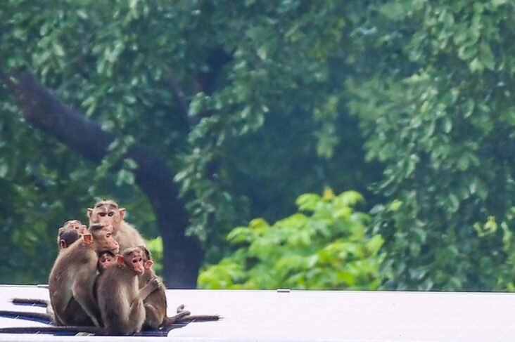Macaques here a family in India are missing the tourists in Bali. Symbol image