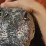 Man has a pet crocodile and treats it like a puppy