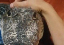 Man has a pet crocodile and treats it like a puppy