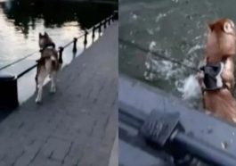 Puppy falls into a pond when distracted by the ducks in it