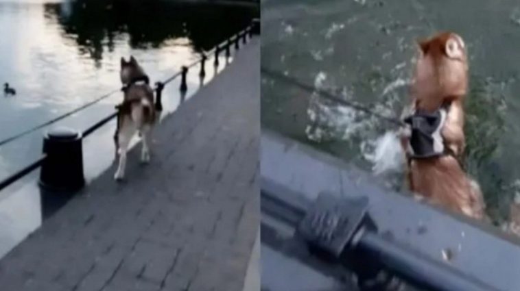 Puppy falls into a pond when distracted by the ducks in it