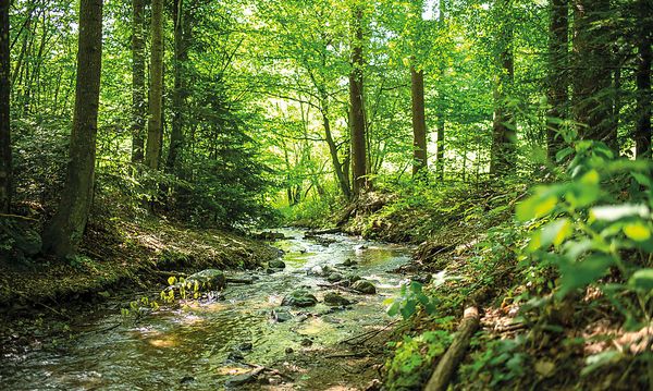 "There are nine jewels in nine places." Vorarlberg hosts the Juwel 2021, with Styria taking bronze.