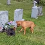 Dog is moved after knowing how to reach the grave of her deceased owner