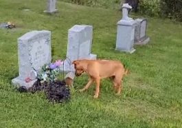 Dog is moved after knowing how to reach the grave of her deceased owner