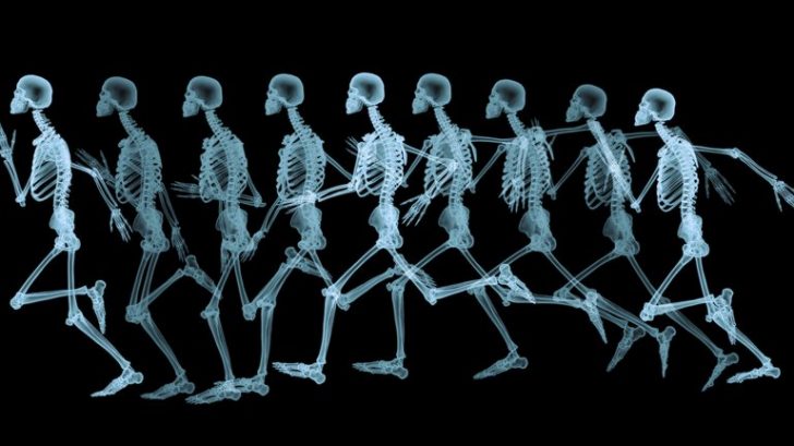 Does The Human Body Have 206 Or 219 Bones? How The Scientists' Debate
