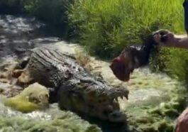 Man lures a huge crocodile with a piece of meat