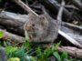 Brown Rodent Eating Grass