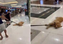 Have you ever seen such a lazy dog