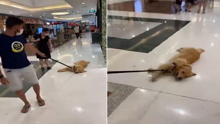 You have hardly seen such a lazy dog, more than 30 million views video Have you ever seen such a lazy dog