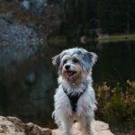 How to take care of my dog or cat if I have Covid, can it be near me? f1w83j188aw