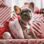 Brindle French Bulldog Puppy In Santa Hat