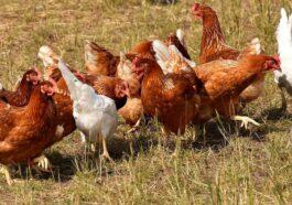 D6P37OZHI5GGHLTVUWM2O5YCPQ