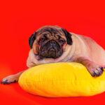 beautiful pug lying yellow pillow cute dog resting red background