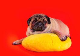 beautiful pug lying yellow pillow cute dog resting red background