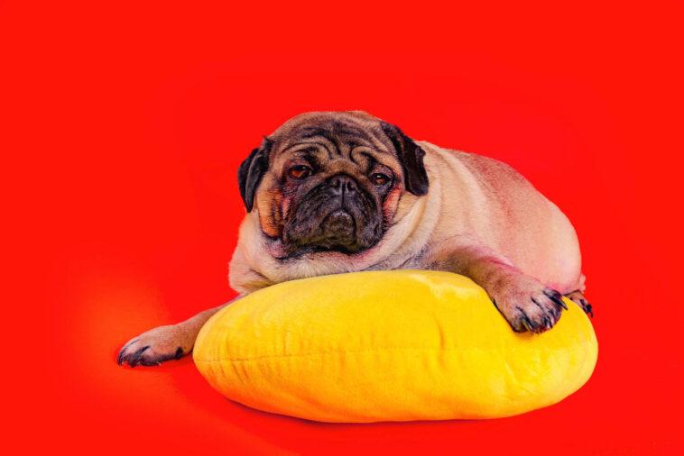 beautiful pug lying yellow pillow cute dog resting red background