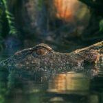 Alligator of almost 3 meters in the patio of a house in Florida l9kdsuc8moc