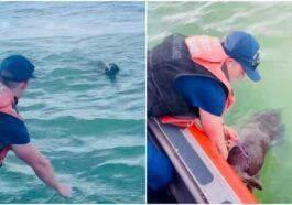 rescate de perrita carolina del norte