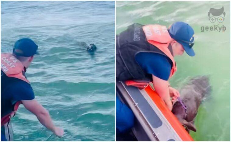 rescate de perrita carolina del norte