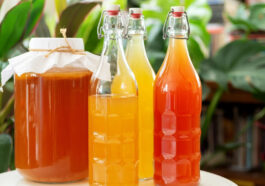 kombucha lead
