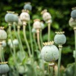 The Newest Threat to America: 800X Stronger than Morphine and 40X Stronger than Fentanyl green leafyp lant