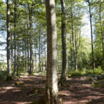 trees in a forest ai030402 ph177909 ikea thumbnail