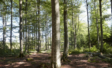 trees in a forest ai030402 ph177909 ikea thumbnail