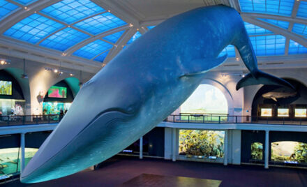 whale skeletons