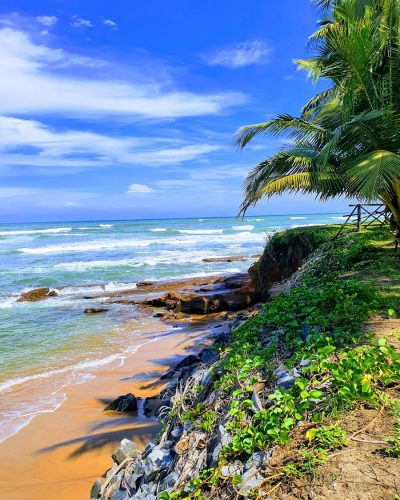 green palm tree near sea under blue sky during daytime